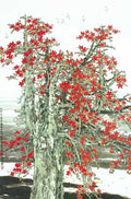 chinese master paintings women nature c art n0377 A4 Photo Print