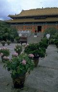 chinese temple hydrangeas 1980s 1990s A4 Photo Print