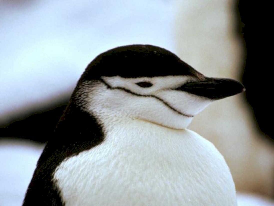 chinstrap penguin antarctic1980s 1990s A4 Photo Print