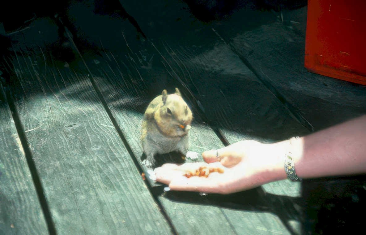 chipmunk feeding deck Vintage A4 Photo Print