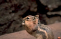 chipmunk nut rock Vintage A4 Photo Print