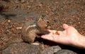 chipmunk nuts yosemite Vintage A4 Photo Print
