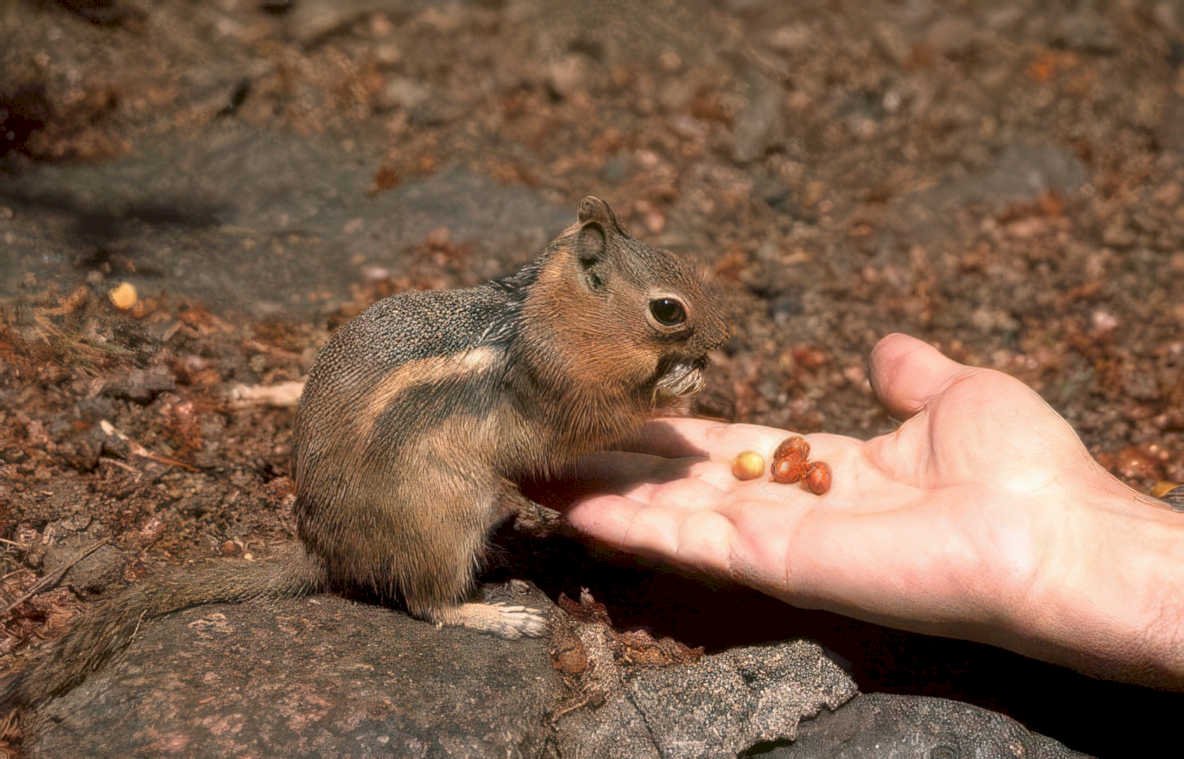 chipmunk nuts yosemite Vintage A4 Photo Print