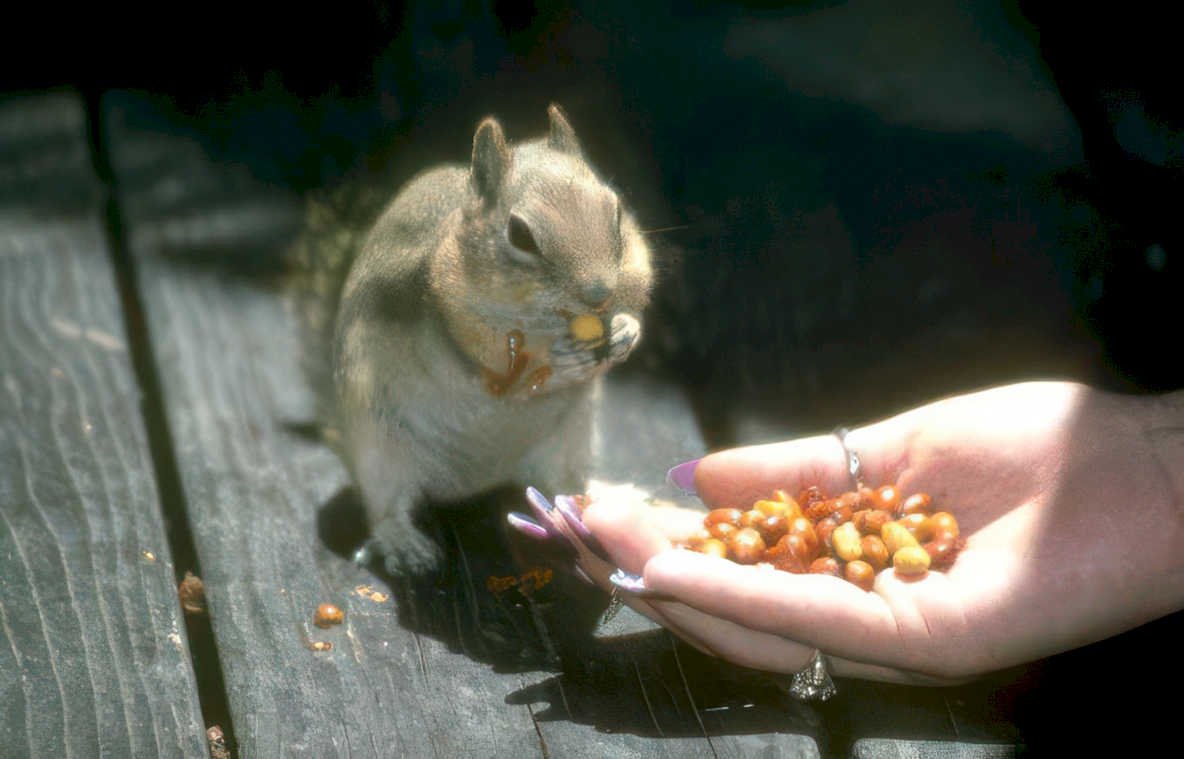 chipmunk peanuts deck Vintage A4 Photo Print
