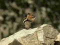 chipmunk rock mountains1980s 1990s A4 Photo Print