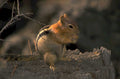 chipmunk stump portrait 1980s 1990s A4 Photo Print