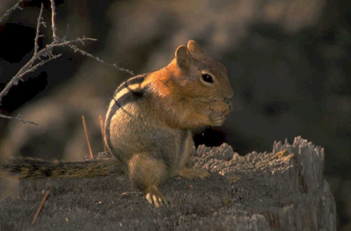 chipmunk stump portrait 1980s 1990s A4 Photo Print