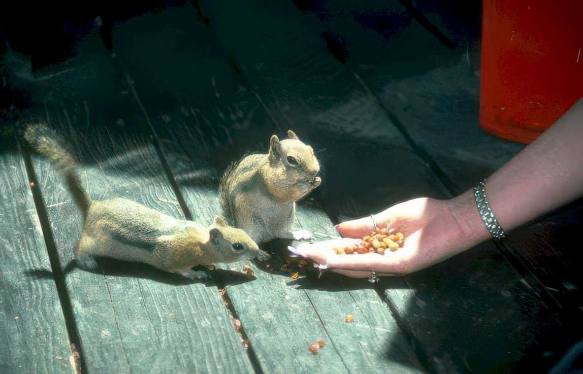 chipmunks deck seeds Vintage A4 Photo Print