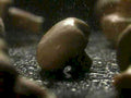 chocolate bean detail1980s 1990s A4 Photo Print
