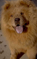 chow dog 1 1980s 1990s A4 Photo Print