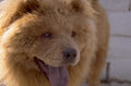 chow dog 3 1980s 1990s A4 Photo Print