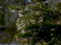 christmas lights tree 11980s 1990s A4 Photo Print