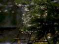 christmas lights tree 21980s 1990s A4 Photo Print