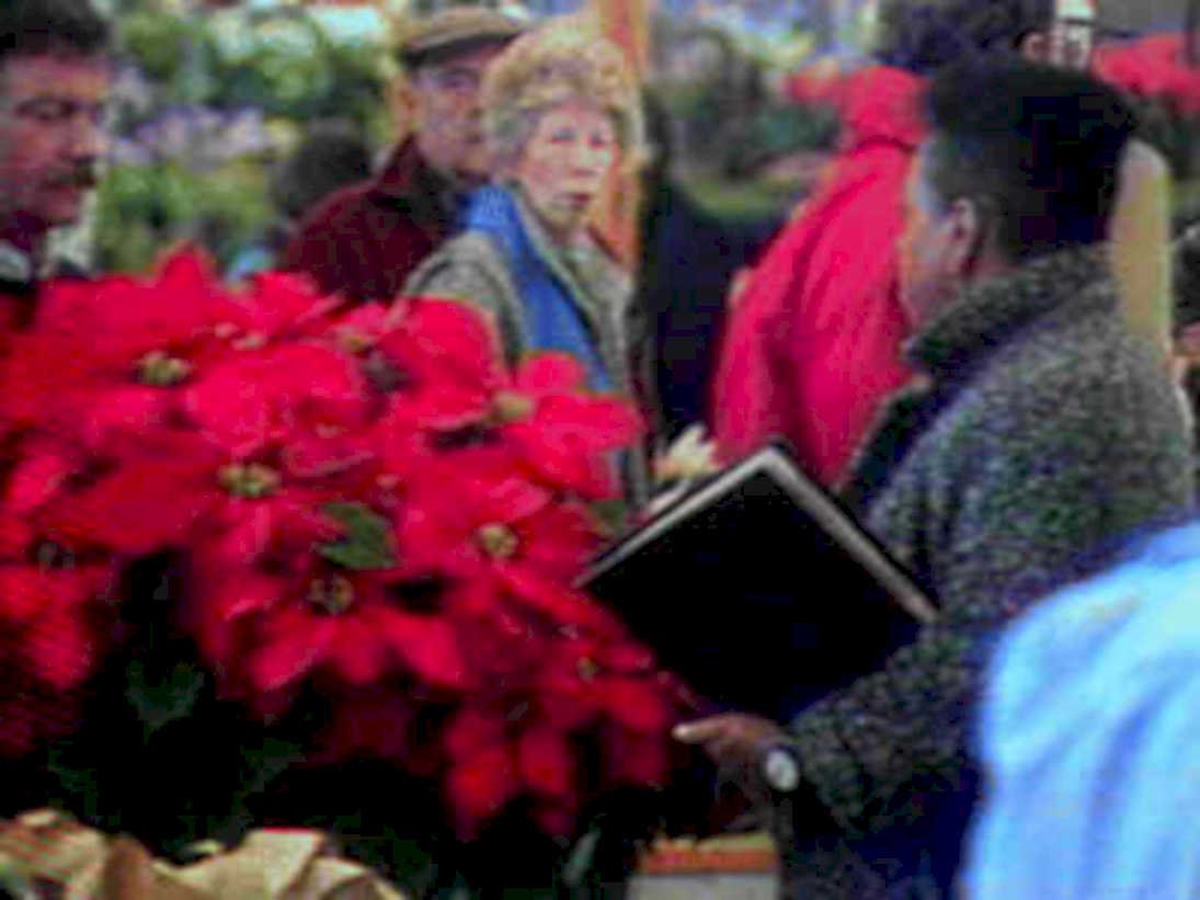 christmas poinsettia sale1980s 1990s A4 Photo Print