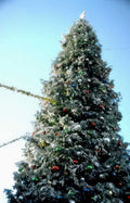 christmas tree display Vintage A4 Photo Print