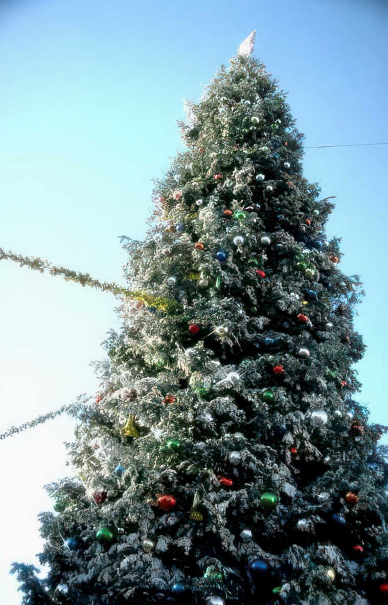 christmas tree display Vintage A4 Photo Print