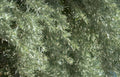 christmas tree silver Vintage A4 Photo Print