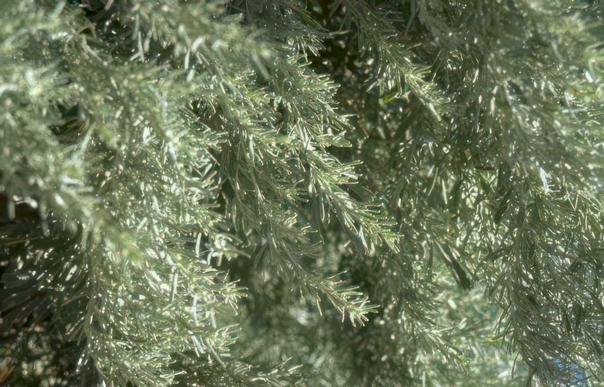 christmas tree silver Vintage A4 Photo Print