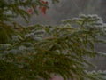 christmas tree snow1980s 1990s A4 Photo Print