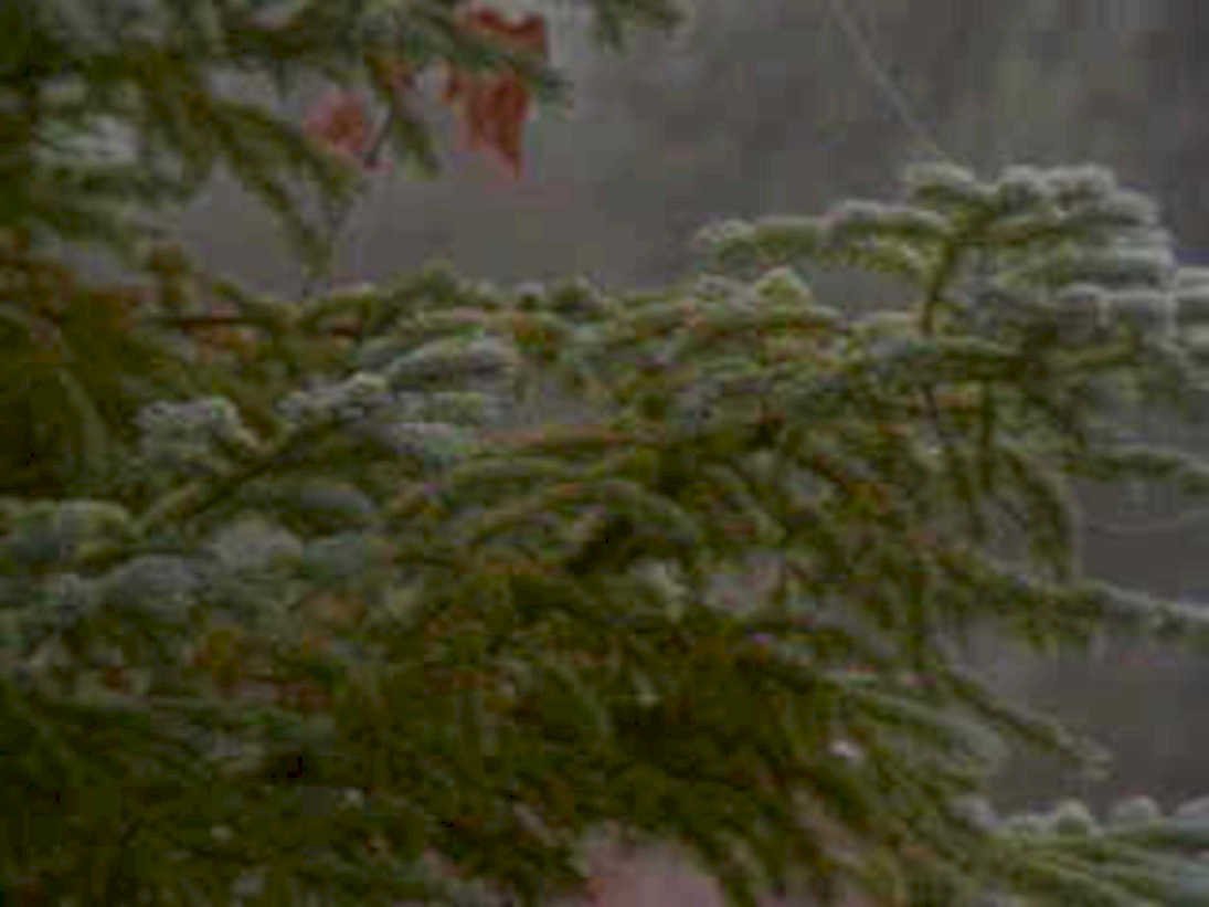 christmas tree snow1980s 1990s A4 Photo Print