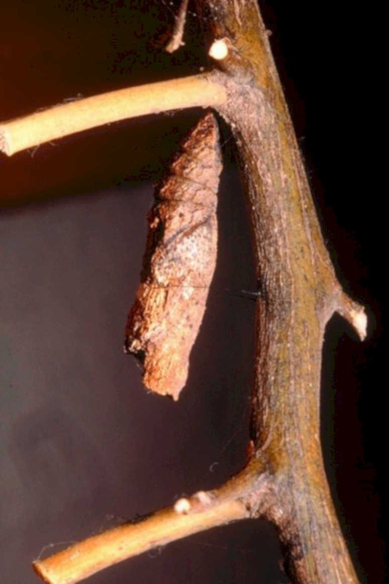 chrysalis branch buds1980s 1990s A4 Photo Print