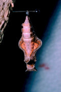 chrysalis hook forest1980s 1990s A4 Photo Print