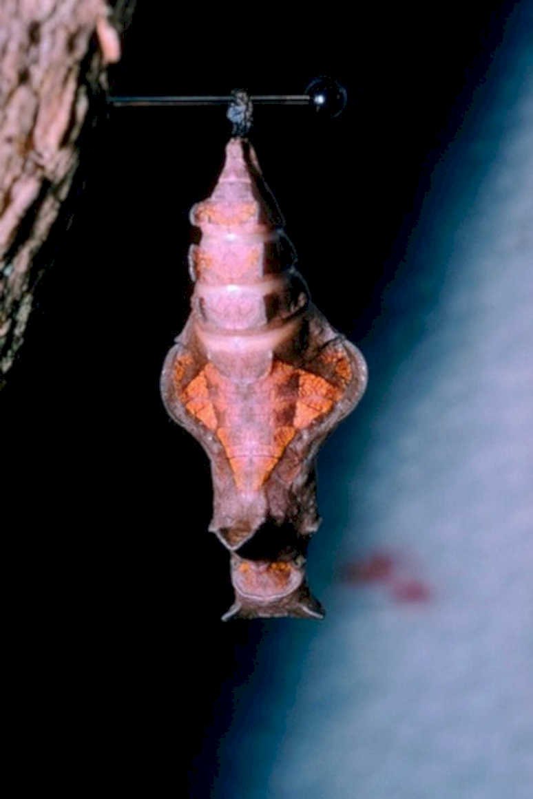 chrysalis hook forest1980s 1990s A4 Photo Print