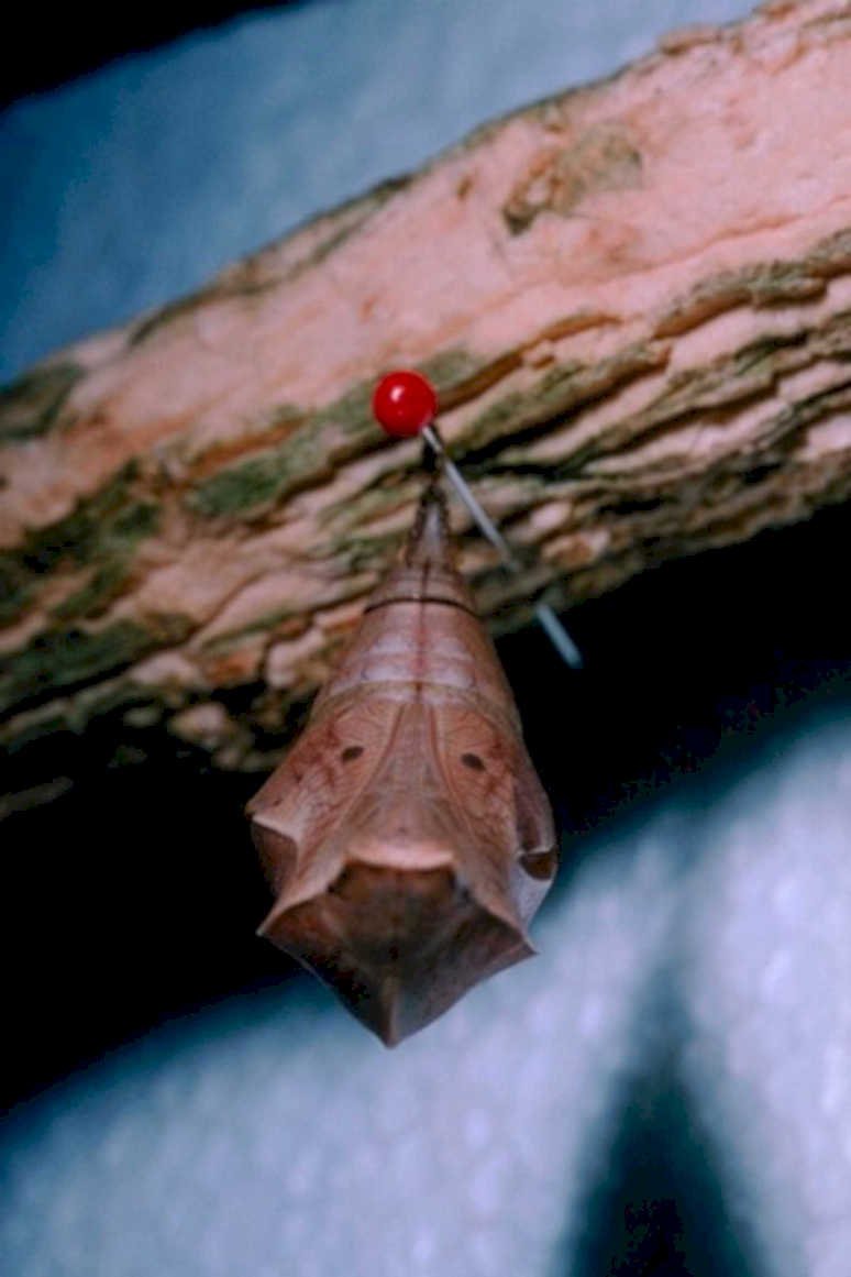 chrysalis moth branch1980s 1990s A4 Photo Print