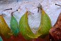 chrysalises green bark1980s 1990s A4 Photo Print