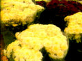 chrysanthemums yellow red1980s 1990s A4 Photo Print