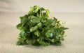 cilantro leaves texture Vintage A4 Photo Print