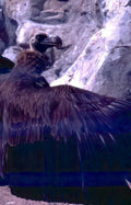 cinereous vulture outcrop Vintage A4 Photo Print