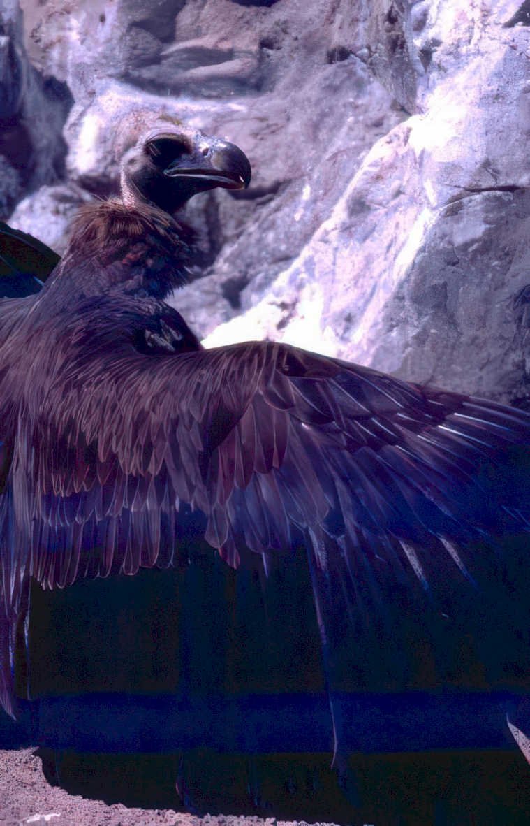 cinereous vulture outcrop Vintage A4 Photo Print