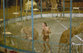 circus animals arena Vintage A4 Photo Print