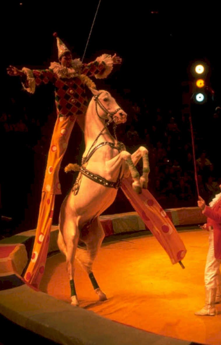 circus horse trick 1980s 1990s A4 Photo Print