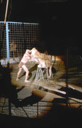 circus lion fight Vintage A4 Photo Print