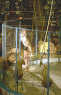 circus lions elephant Vintage A4 Photo Print