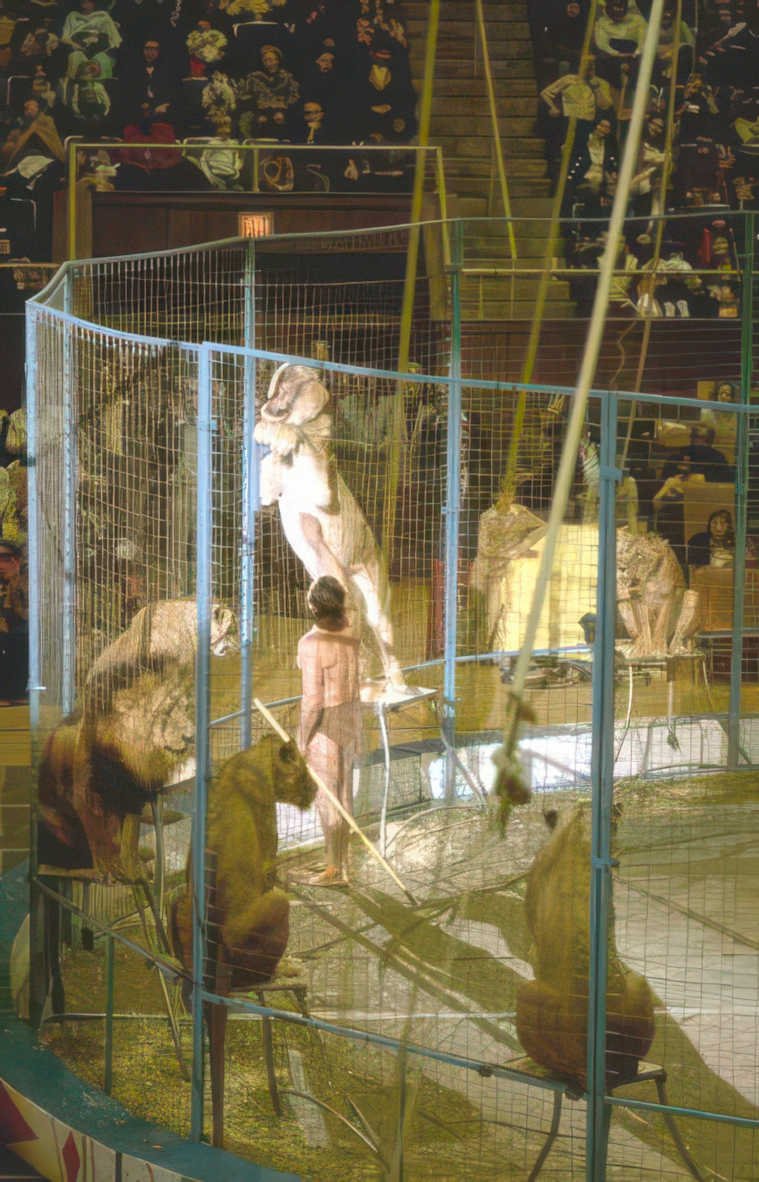 circus lions elephant Vintage A4 Photo Print