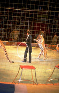circus tigers 1978 1980s 1990s A4 Photo Print