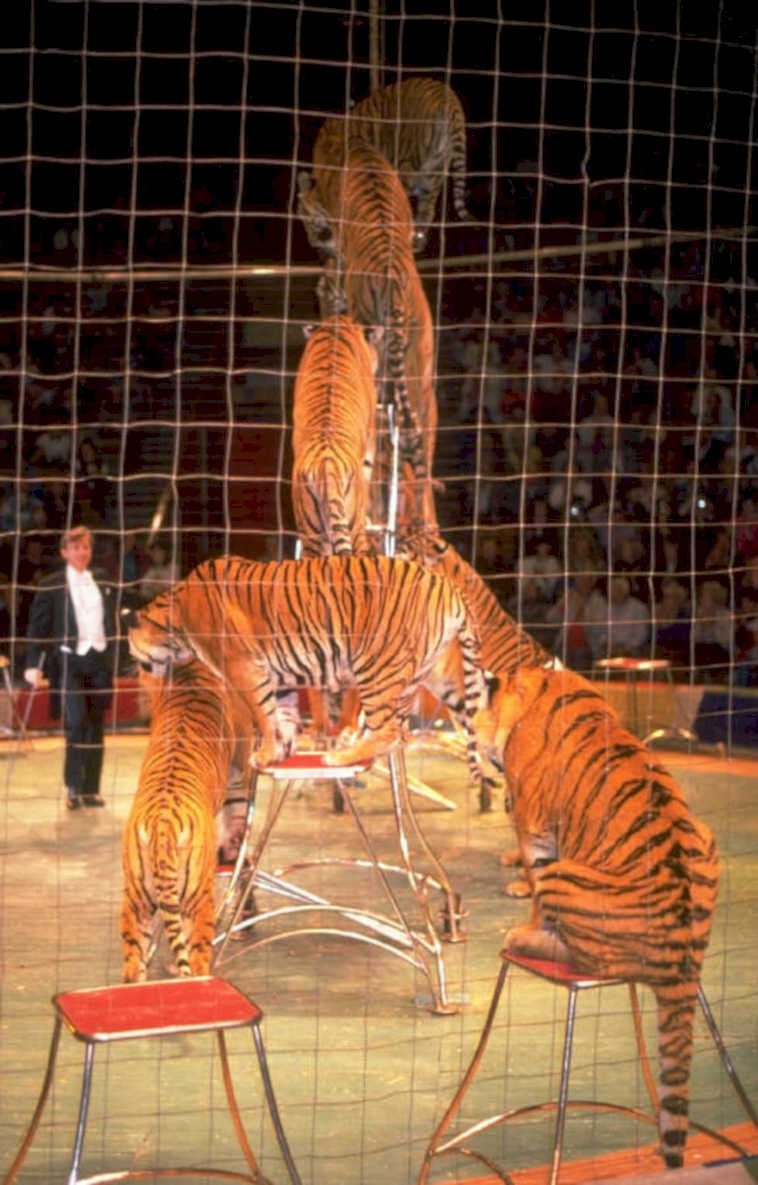 circus tigers arena 1980s 1990s A4 Photo Print