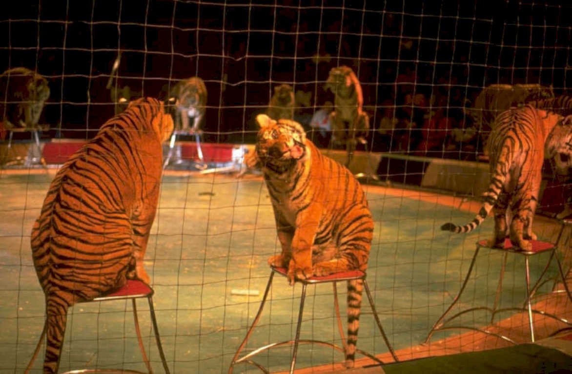 circus tigers cage 1980s 1990s A4 Photo Print