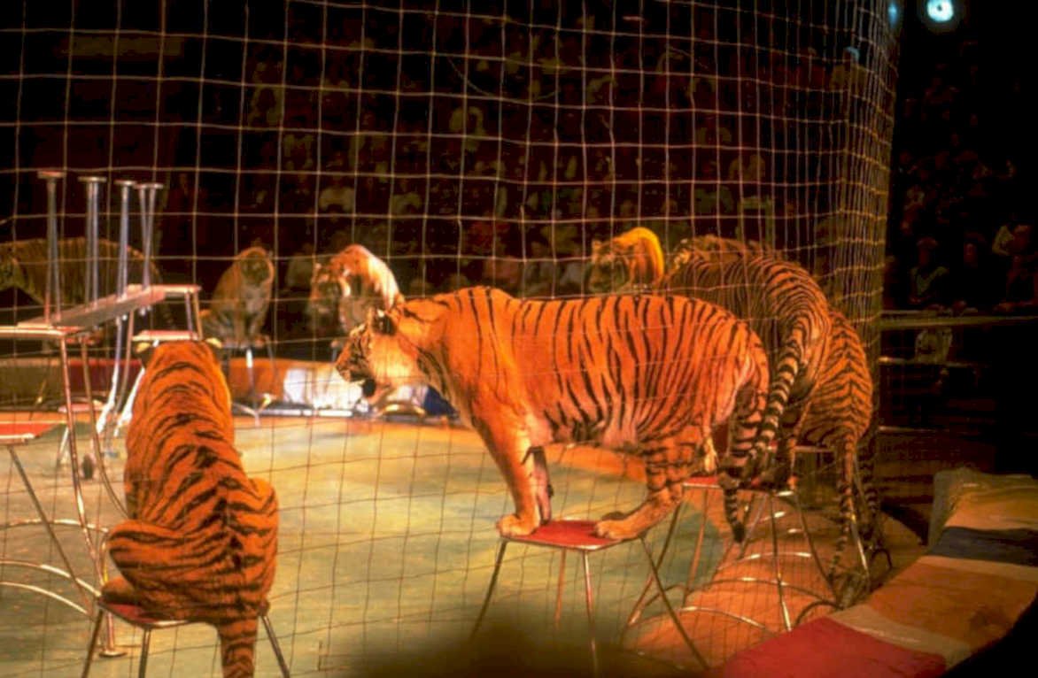 circus tigers night 1980s 1990s A4 Photo Print