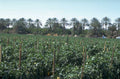 citrus grove orchard 1980s 1990s A4 Photo Print