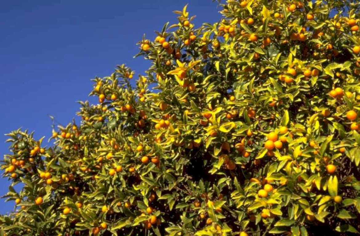 citrus orange tree 1980s 1990s A4 Photo Print