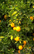 citrus oranges california 1980s 1990s A4 Photo Print