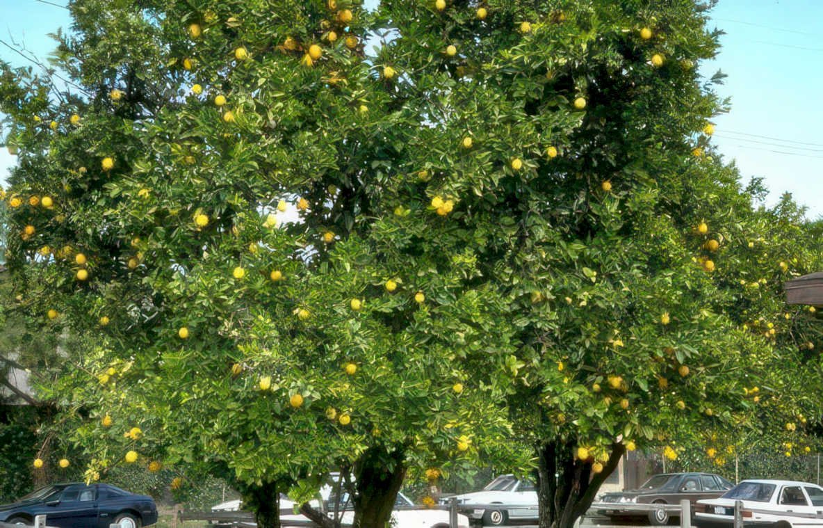 citrus oranges trees Vintage A4 Photo Print
