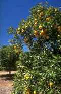 citrus oranges valley 1980s 1990s A4 Photo Print