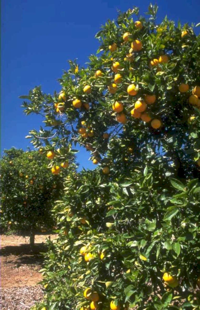 citrus oranges valley 1980s 1990s A4 Photo Print