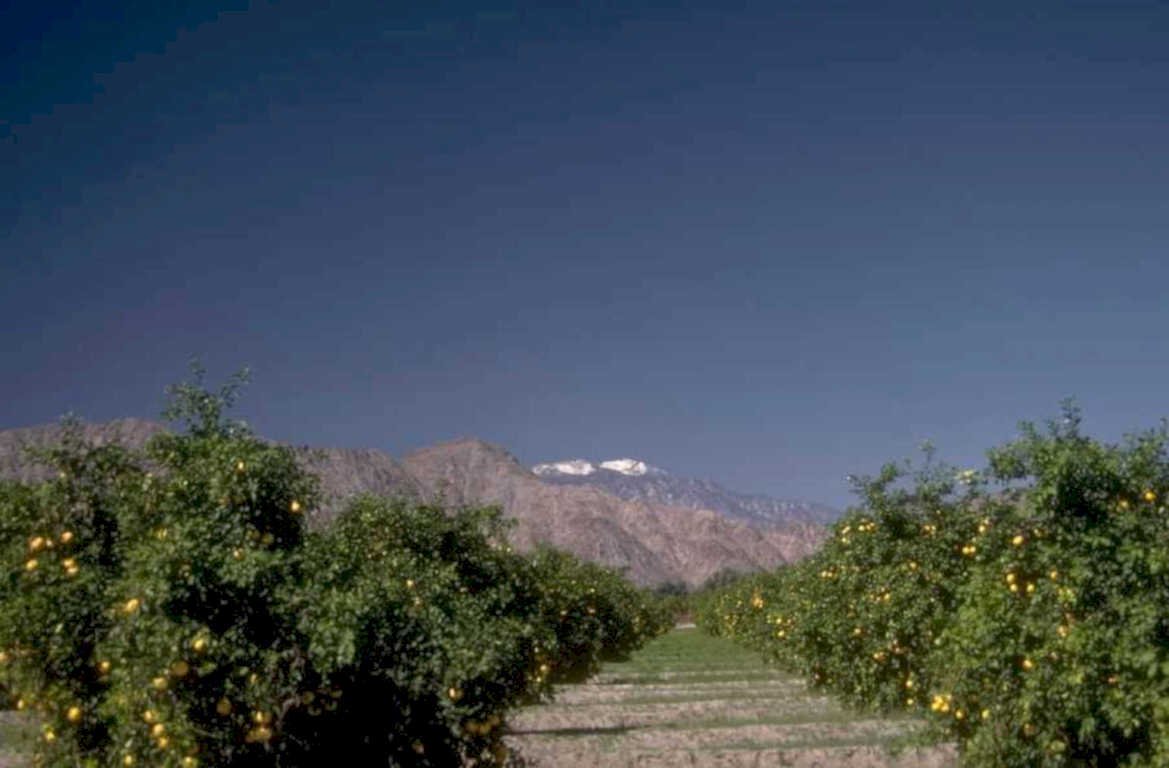 citrus orchard andes 1980s 1990s A4 Photo Print