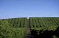 citrus orchard landscape 1980s 1990s A4 Photo Print 42